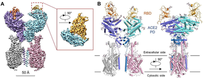 **Figure 8 Overall structure of the RBD-ACE2-B0AT1 complex**