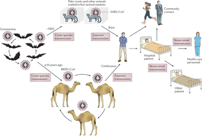 **Figure 2 The emergence of SARS-CoV and MERS-CoV**