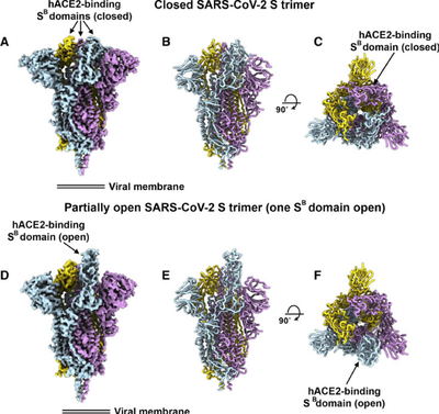**Figure 7 Cryo-EM Structures of the SARS-CoV-2 S Glycoprotein**