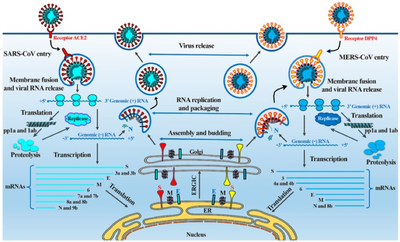 **Figure 4 Life cycle of coronaviruses in cells (SARS-CoV and MERS-CoV)**