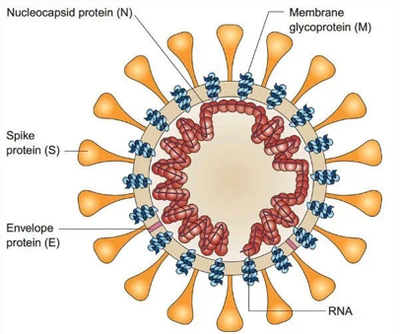 **Figure 5 Structure of coronavirus**