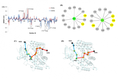 **Figure 5.** The dynamics changes of E305G and P434L mutations on the channel. (A) Local changes in the interaction network (B) and changes in the long-distance signal transmission path (C, D).