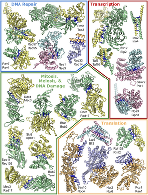 Figure 1. Protein complex structure